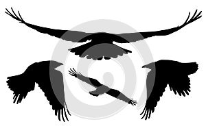 Set of realistic vector silhouettes of flying birds