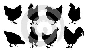Set of realistic vector silhouettes of hens, chickens and isolated