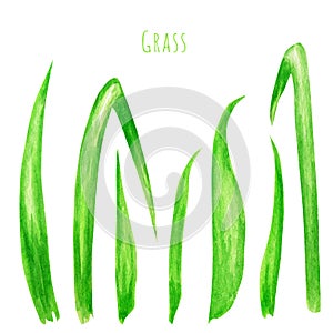 Set of realistic watercolor green grass leaves. Bush of fresh grass of various shapes. Isolated elements illustration