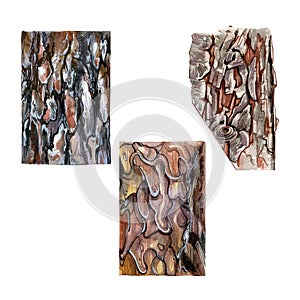 Set realistic wood texture bark isolated on white background. Watercolor hand draw detailed illustration. Art for design