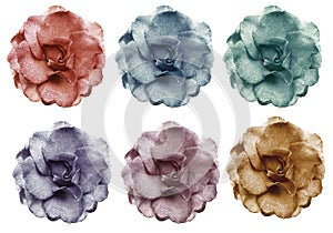 Set red blue yellow pink violet roses flowers, white isolated background with clipping path. Closeup. no shadows. Bud of a rose