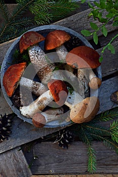 Set of red cap boletus in bowl on wooden background. Brown wild mushrooms. Edible fungus Leccinum Aurantiacum collected in forest.