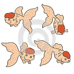 Set of red cap oranda gold fish isolated on a white background. Vector graphics