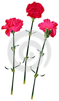 Set red carnation flower bouquet symbol memory isolated on white