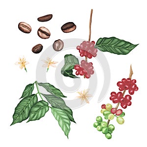 Set red coffee arabica branch, flowers. brown roasted beans, leaves isolated on white background. Watercolor llustration