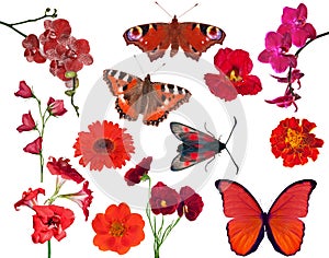 Set of red color flowers and butterflies isolated on white