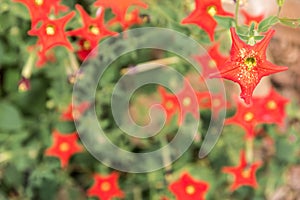 Set of red flowers in the shape of stars photo