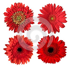Set of red gerbera flower heads