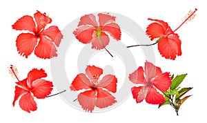 Set of red hibiscus or chaba flower isolated on white