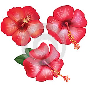 Set of red hibiscus flowers