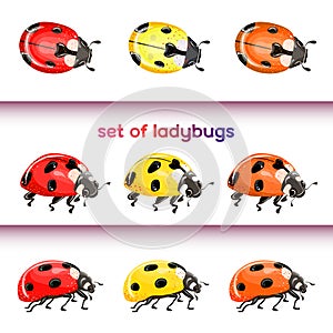 Set of red ladybug isolated on white. Multicolored beetles. Vector illustration.
