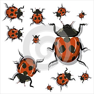 Set of red ladybug with shadow isolated on white background . vector