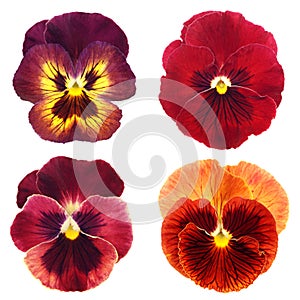 Set of red pansy