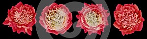 Set red  peonies  flowers on black  isolated background with clipping path. Closeup. For design.