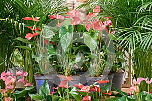 Set of red and pink Anthuriums with Areco Palme background in a pot