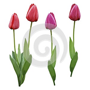 Set red pink purple tulips. Flowers on a white isolated background with clipping path. Closeup. no shadows. Buds of a tulips on