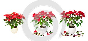 Set of red Poinsettia isolated images