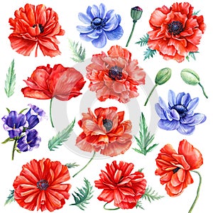 Set of red poppies and blue anemones flowers on isolated background, watercolor illustration