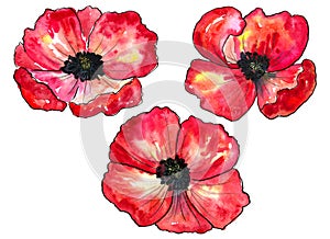 Set of red poppies. Colorful flowers. Watercolor hand drawn illustration isolated on white background