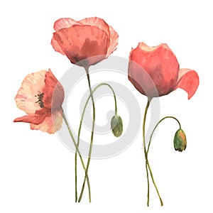 Set of red poppies, colorful flowers. Watercolor hand drawn illustration isolated on white background