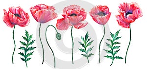 Set of red poppies with leaves. Colorful flowers. Watercolor hand drawn illustration isolated on white background.