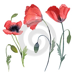 Set of red poppy flowers, leaves isolated on white background