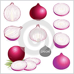 Set of red or purple onion in various styles vector format