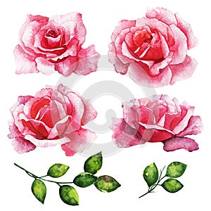 Set red rose, beautiful flower on an isolated white background, watercolor illustration, botanical painting