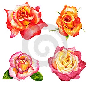 Set red rose, beautiful flower on an isolated white background, watercolor illustration, botanical painting