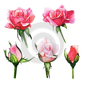 Set red rose, beautiful flower on an isolated white background, watercolor illustration, botanical painting