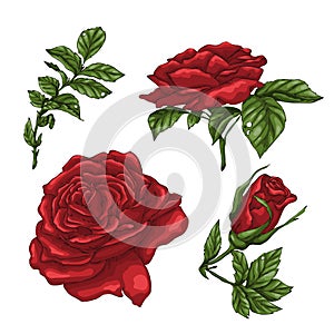 Set of red rose flower, bud and leaves. Isolated on white vector illustration