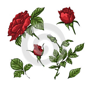 Set of red rose flower, bud and leaves. Isolated on white vector illustration