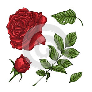 Set of red rose flower, bud and leaves. Isolated on white vector illustration