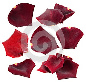 Set of red rose petals isolated on white