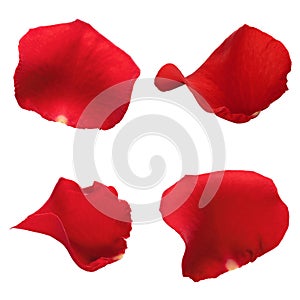 Set of red rose petals isolated on white background.
