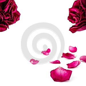 Set of red rose petals isolated on white. Macro