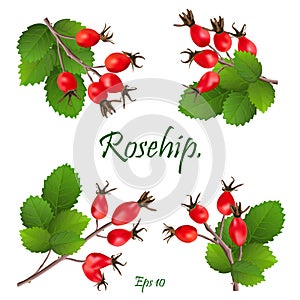 Set of red rosehip berries on branches with green leaves. Medicinal plants. natural christmas decoration. Eps 10