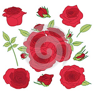 Set of Red Roses Collection and Green Leaves for Wedding or Valentine Greeting Card Vector