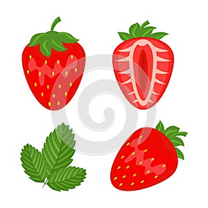 Set of red strawberry berryes whole, half and leaf vector illustrationisolated on white background.