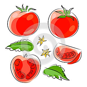 Set of red tomato whole and piece, leaves and flowers of tomato. Line drawing graphic illustration. Isolated on white