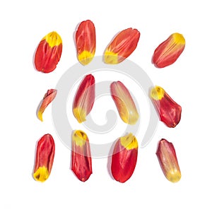 Set of 12 red tulip petals on white background