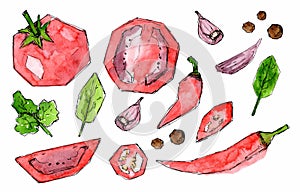 Set of red vegetables and spices. Hot pepper, tomato, basil and parsley leaves, garlic. Watercolor sketch hand drawn painted.