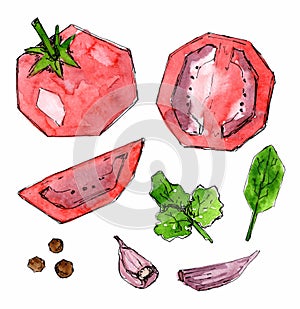 Set of red vegetables and spices. Tomato, basil and parsley leaves, garlic. Watercolor sketch hand drawn painted. Fresh food