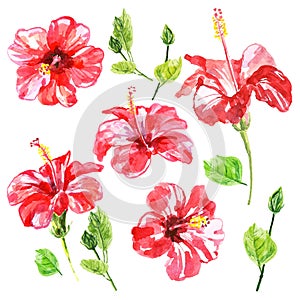 Set of red watercolor Hibiscus flower