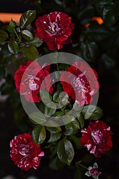 Set Of Red And White Roses On A Rosebud Illuminated By The Light Of An Eclipse. Art, Flowers, Nocturnal Photography, Happiness.