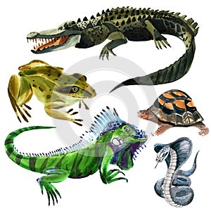Set of reptiles animals photo