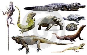 Set of reptiles isolated