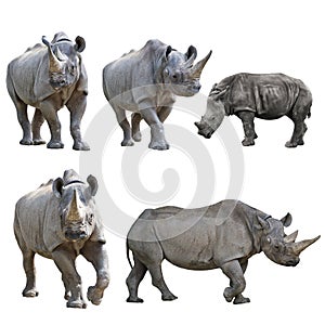 Set of  Rhinoceros Isolated on a White Background