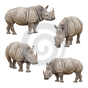 Set of Rhinoceros Isolated on a White Background