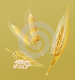 Set of ripe barley in many types